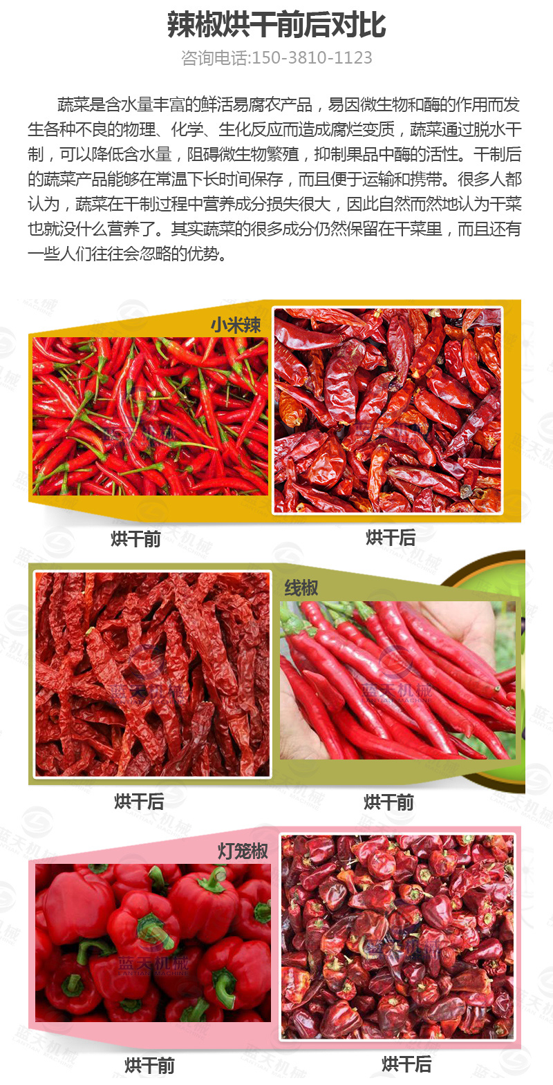 辣椒網帶烘干機烘干前后