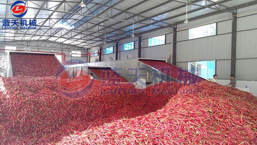 湖南辣椒網(wǎng)帶烘干機(jī)客戶現(xiàn)場